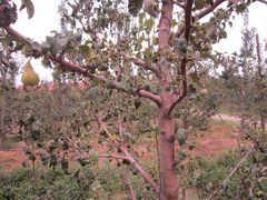 IMG_1737-意大利农场度假村