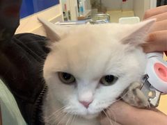 -芭比堂动物医院·犬猫全科·异宠专科(雁塔分院)