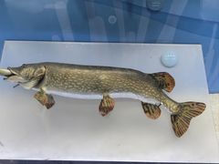 -陕西自然博物馆