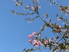 -合肥滨湖国家森林公园