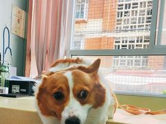 -东方动物医院·宠保定点·骨科·转诊中心(春城路·昆明站分院)