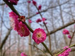 -梅花山(明孝陵内)