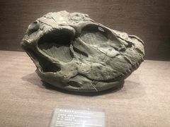 -自贡恐龙博物馆