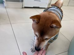 -怪兽屋·羊驼·猫咖·狗咖(俊华广场店)