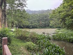 -番禺大夫山森林公园