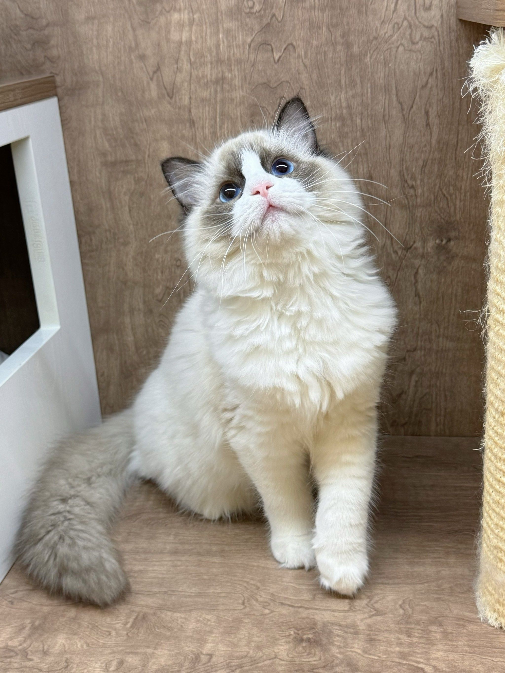 仙女系布偶妹妹找新家