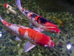 -海合安青岛极地海洋公园