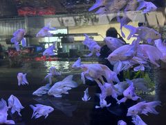 -三圣花乡旅游区