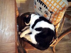 -海边的猫和咖啡馆