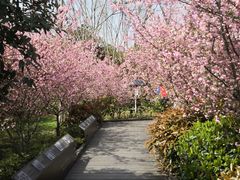 -昆山城市生态森林公园