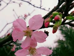 -天适樱花悠乐园