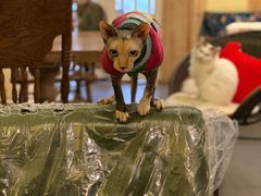-猫色咖啡·猫咖