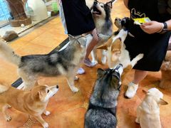 -more than meow吴止猫主题餐厅(承德 中船汇店)