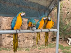 -西霞口神雕山野生动物世界