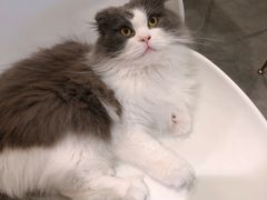 -飞行喵MR PILOT|猫舍·猫咖(静安大融城店)