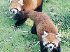 -安徽大青山野生动物世界