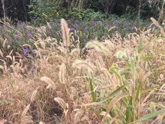 -昆山城市生态森林公园