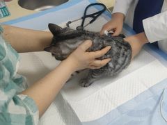 -美联众合动物医院·24h转诊中心