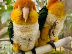 -南宫五洲植物乐园