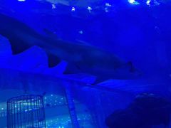 -成都浩海立方海洋公园