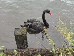 -大九湖