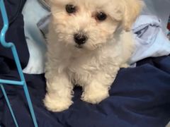 -翊宠yipet猫狗购宠庄园犬舍•猫舍