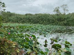 -溱湖国家湿地公园