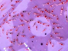 -华声天桥民俗文化园