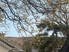 -泰山风景名胜区-普照寺