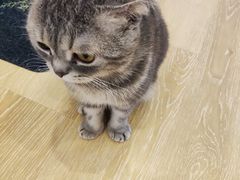 -猫咪派对(江南西店)