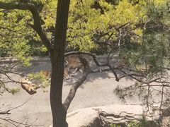 -大连森林动物园