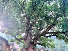 -杨家堂村