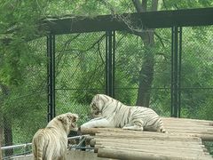 -北京野生动物园