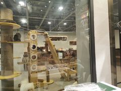 -more than meow吴止猫主题餐厅(承德 中船汇店)