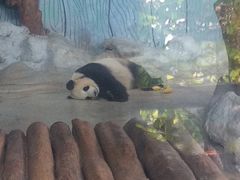 -海南热带野生动植物园