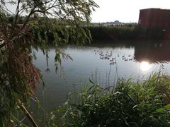 -芒洲湿地公园