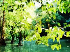 -云溪植物园