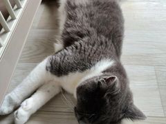 -藏猫猫咖啡主题馆(中央大道店)