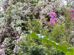 -深圳国际园林花卉博览园