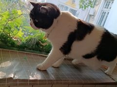 -海边的猫和咖啡馆