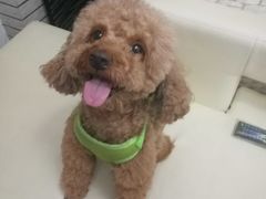 -欧奕国际动物医院