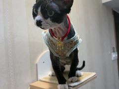 -宠爱国际动物医院·消化内科·心肾内科·ISFM猫友好(望京店)