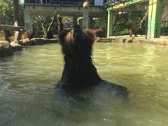 -深圳野生动物园
