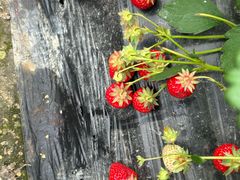 -小鱼草莓采摘园农家乐·小鱼餐厅