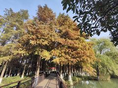 -青枫公园