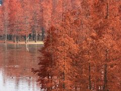 -白鹭湾湿地公园