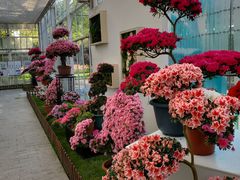 -上海鲜花港