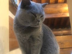 -猫小院猫主题餐厅(南锣旗舰店)