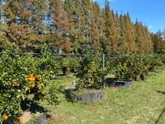 -前小桔亲子创意农场·草莓采摘·露营烧烤