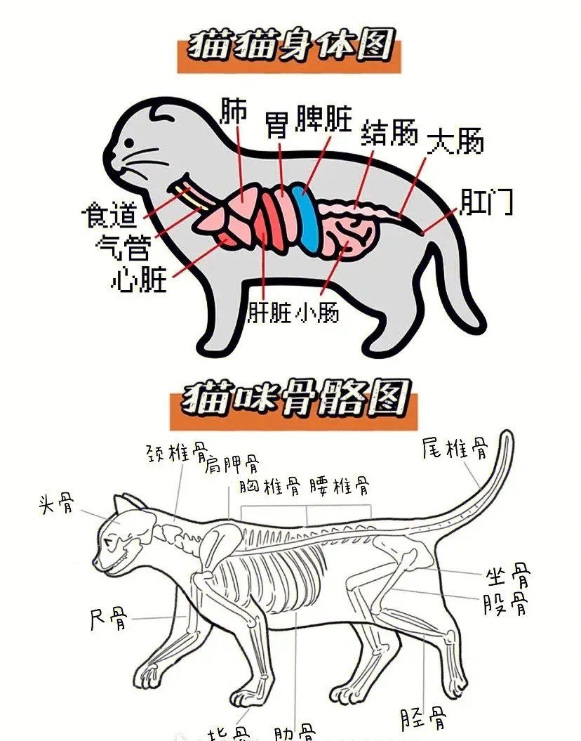 猫咪身体里的六个小秘密